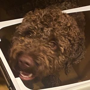 Meet your Posher, Brad